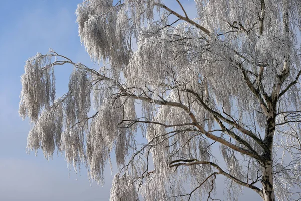 Vista Una Escena Invierno —  Fotos de Stock