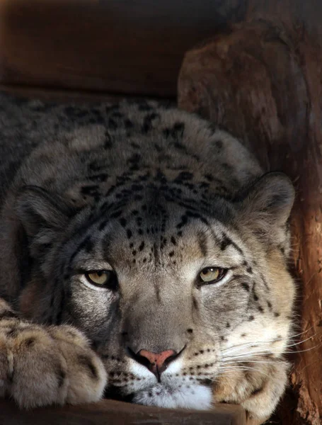 Leopardo Nieve Depredador Animal Gato — Foto de Stock