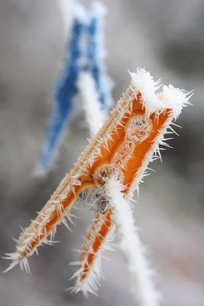 Primer Plano Cactus Nieve — Foto de Stock
