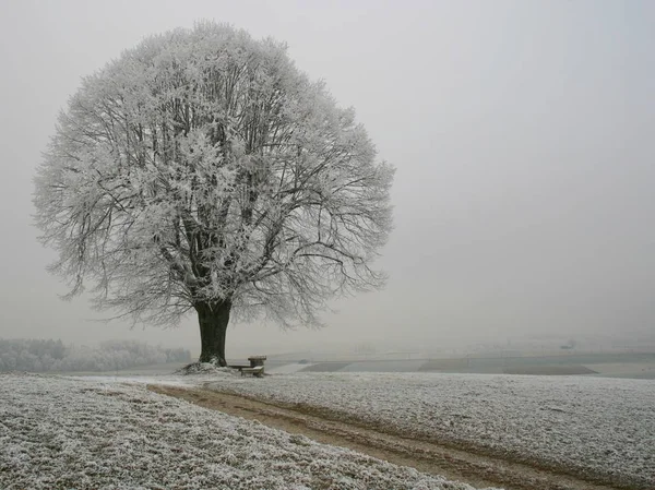 Qui Senza Grano Può Decidere Che Piace Più — Foto Stock