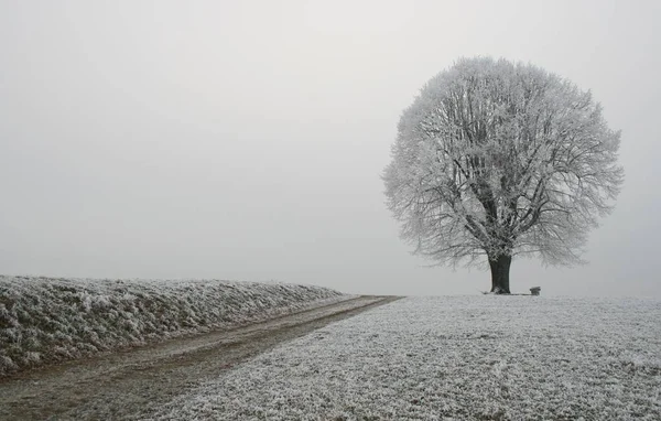 Ici Pas Reflété Mais Avec Arrangement Gespeigelten — Photo