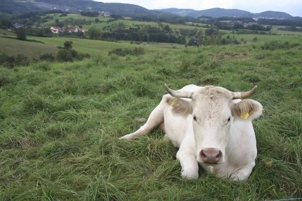 Cow Pasture — Stock Photo, Image