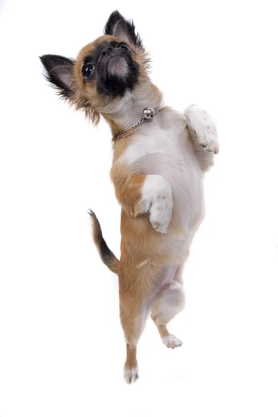 Liten Chihuahua Stamtavla Hund — Stockfoto