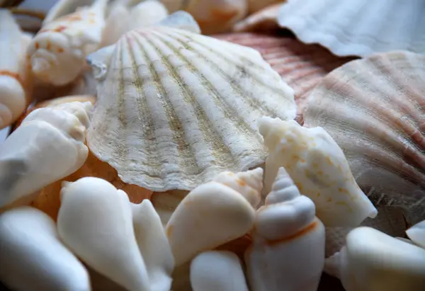 Marine Seashells Sea Shell — Stock Photo, Image