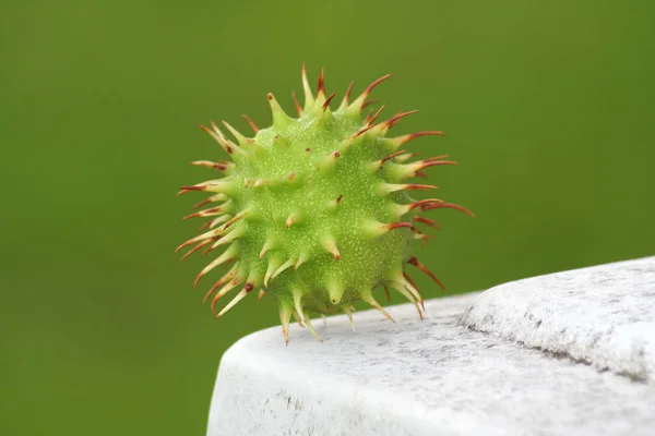 Kaktus Garten — Stockfoto