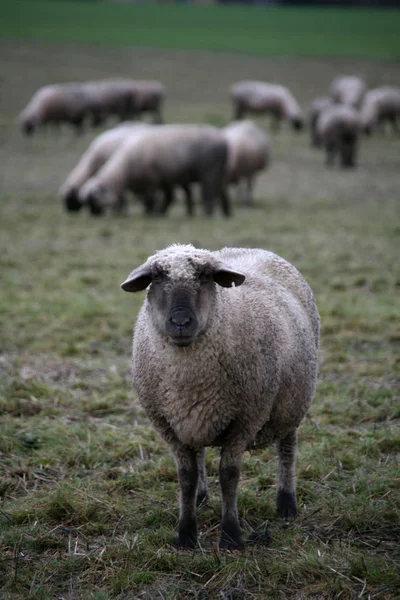 Rebaño Ovejas Animales Granja — Foto de Stock