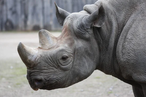 Afrikaanse Dier Neushoorn Schepsel Fauna — Stockfoto