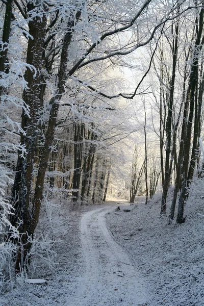 Camino Forestal Invierno —  Fotos de Stock