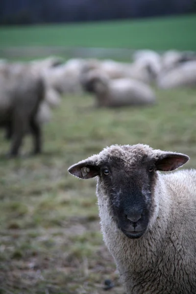 Landschappelijke Visie Landbouw Het Platteland — Stockfoto