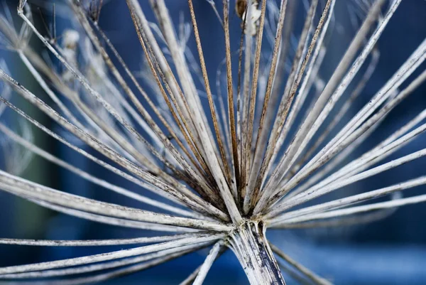 Vista Uma Cena Inverno — Fotografia de Stock