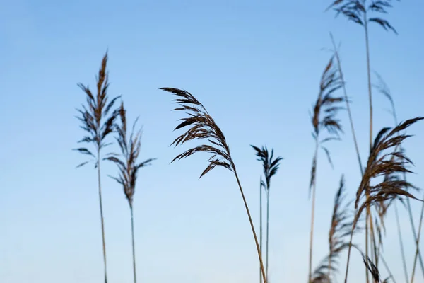 Grama Contra Céu Azul — Fotografia de Stock