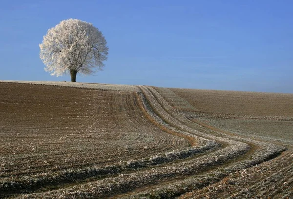 Nogmaals Een Andere Kijk Habs Nog Steeds Een Beetje Bijgesneden — Stockfoto