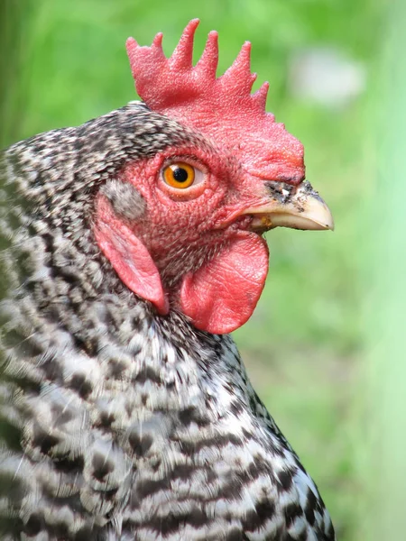 Festői Kilátás Gyönyörű Madár Természetben — Stock Fotó