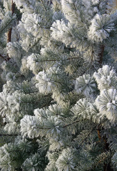 Vista Una Escena Invierno — Foto de Stock