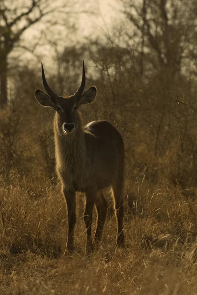 Waterbuck Velká Antilopa Zvíře Příroda Fauna — Stock fotografie