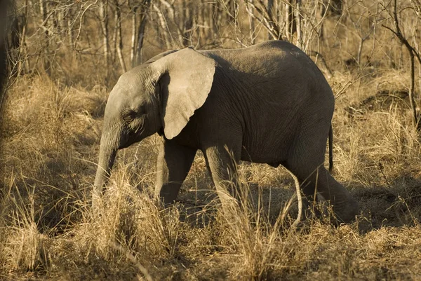 Afrikanska Däggdjur Elefant — Stockfoto