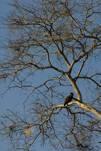 Ağaçtaki Yırtıcı Kuş — Stok fotoğraf