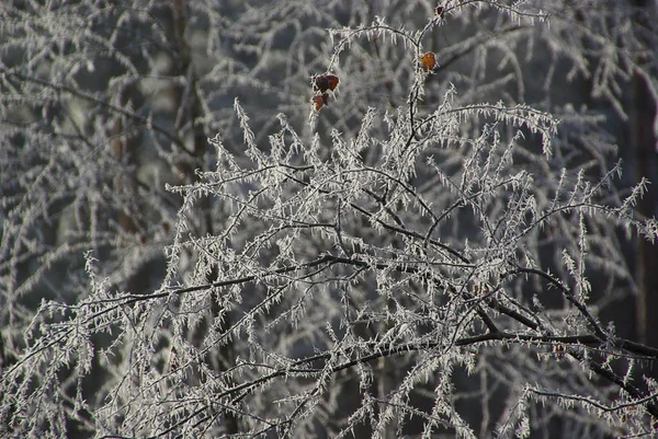 Vue Une Scène Hivernale — Photo