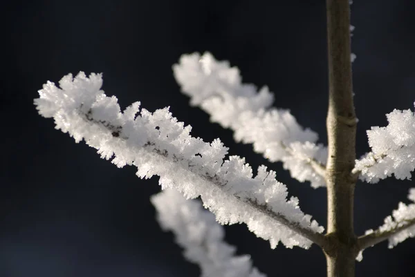 Cristais Gelo Geada Inverno — Fotografia de Stock