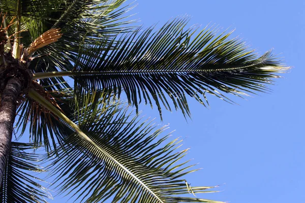Palm Tree Sun — Stock Photo, Image