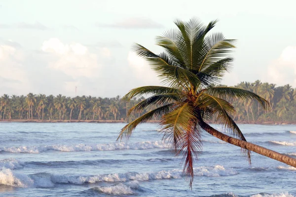 Пальмовые Океанские Кариесы — стоковое фото