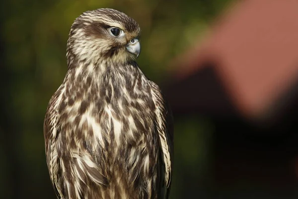 Vacker Utsikt Över Vacker Fågel Naturen — Stockfoto