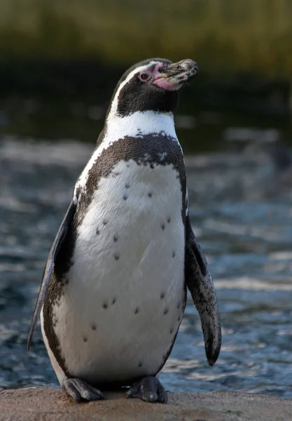 Vista Panorámica Las Aves Pingüinos Lindos Naturaleza — Foto de Stock