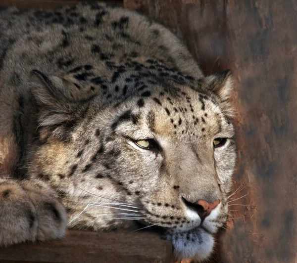 Leopardo Nieve Depredador Animal Gato — Foto de Stock