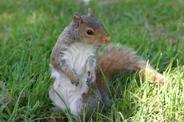 Eichhörnchen Tier Der Natur Flauschiges Eichhörnchen — Stockfoto