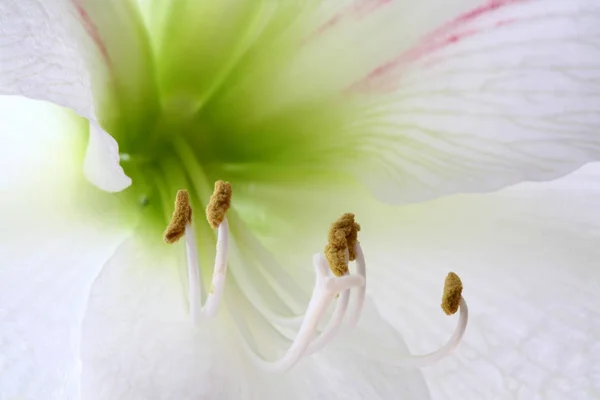 アマリリスの花びらや植物 — ストック写真