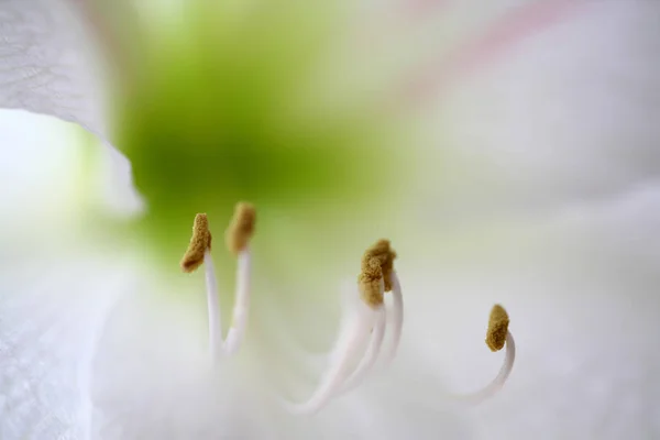 Amaryllis Flowers Petals Flora — Stock Photo, Image