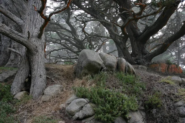 Cypress Skog Vid Punkt Lobos — Stockfoto