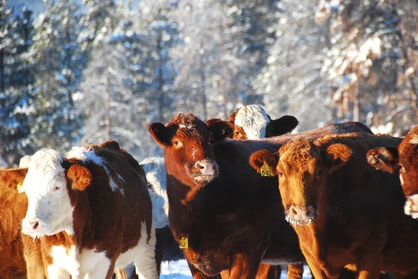 Cows Natural Landscape Selective Focus — Stock Photo, Image