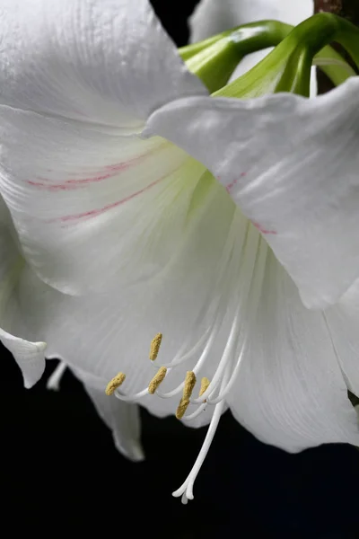 Amaryllis Virág Szirmok Flóra — Stock Fotó