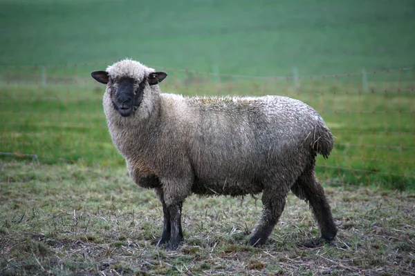 Černovlasé Masové Ovce — Stock fotografie