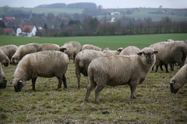 Moutons Domestiques Sur Pâturage — Photo