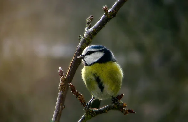 Vacker Utsikt Över Vackra Titmouse Fågel — Stockfoto