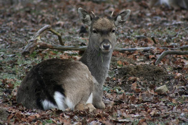鹿类动物的自然野生动物 — 图库照片