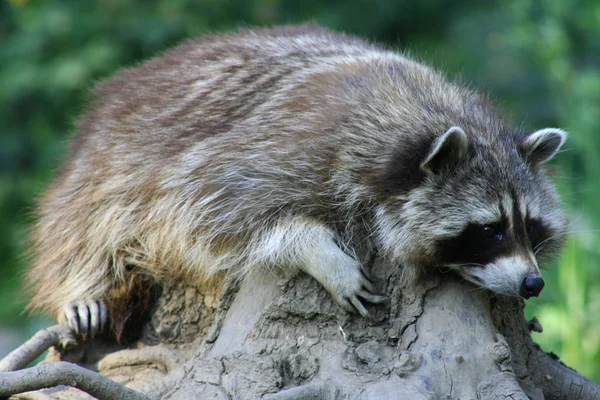 Uitzicht Noord Amerikaanse Natuur — Stockfoto