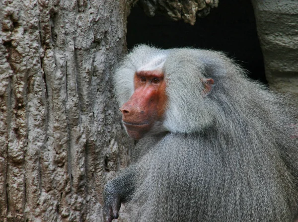 動物園での動物の閉鎖 — ストック写真