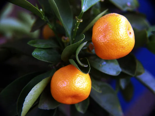 柑橘类水果的封闭 — 图库照片