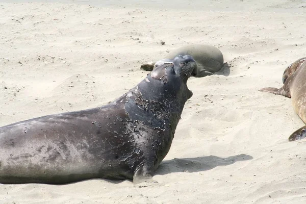 Seal Marine Animal Marine — Stock Photo, Image