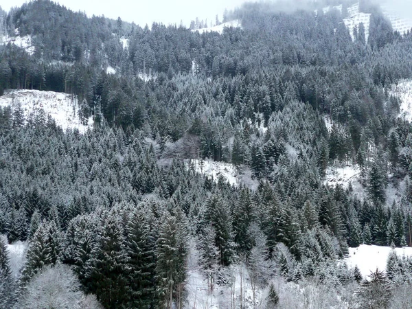 Vinter Skog Natur Bakgrund — Stockfoto