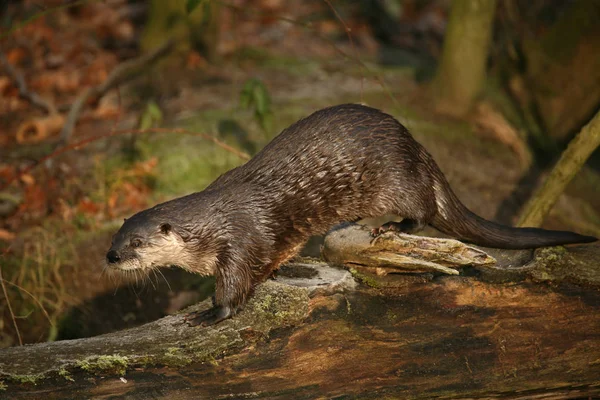 Nutria Animales Acuáticos Fauna Natural — Foto de Stock