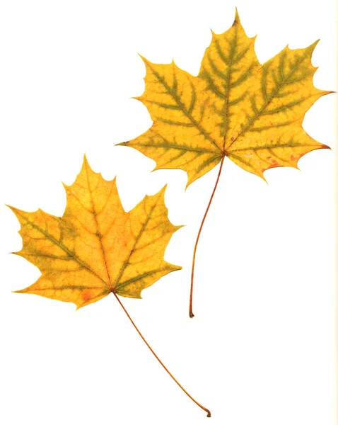 Осенние Листья Осенняя Листва — стоковое фото