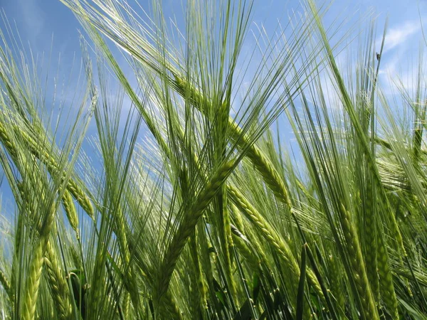 Landwirtschaft Felder Mit Weizenanbau — Stockfoto