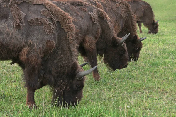 Bison Dans Prairie — Photo