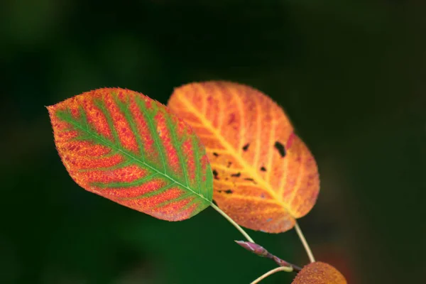 Prachtig Kleurrijk Herfstblad — Stockfoto