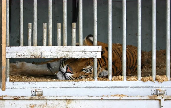 Tigre Cattività Nello Zoo — Foto Stock