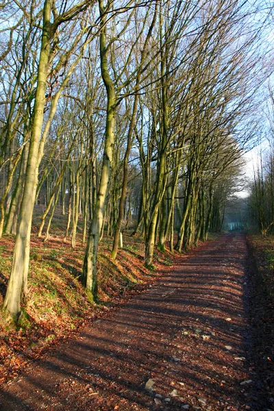 Schöne Landschaft Des Waldes — Stockfoto